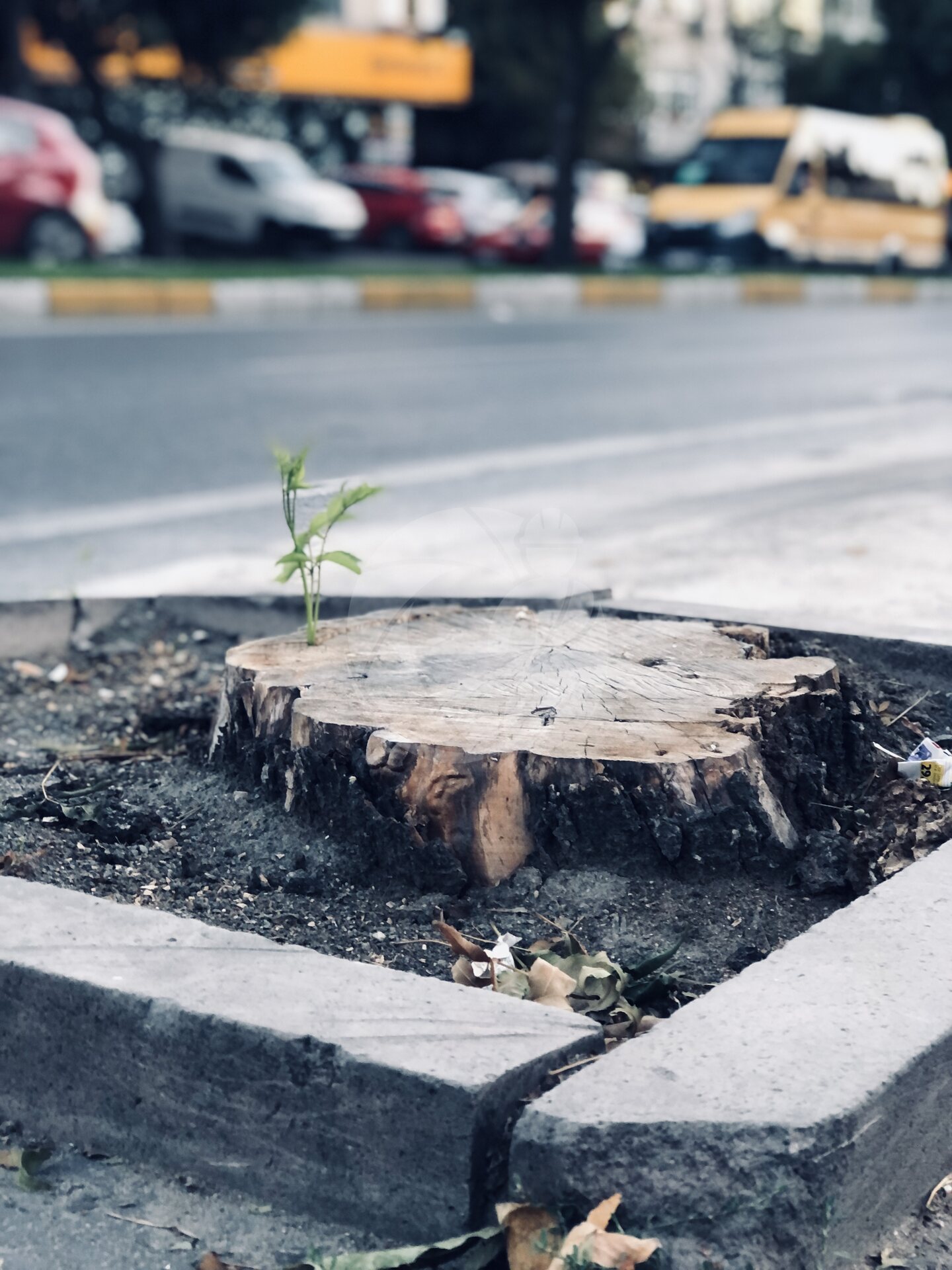 Özcan Can - I. World Medicine Fotoğraf Yarışması – Ekosistem Restorasyonu (2021)